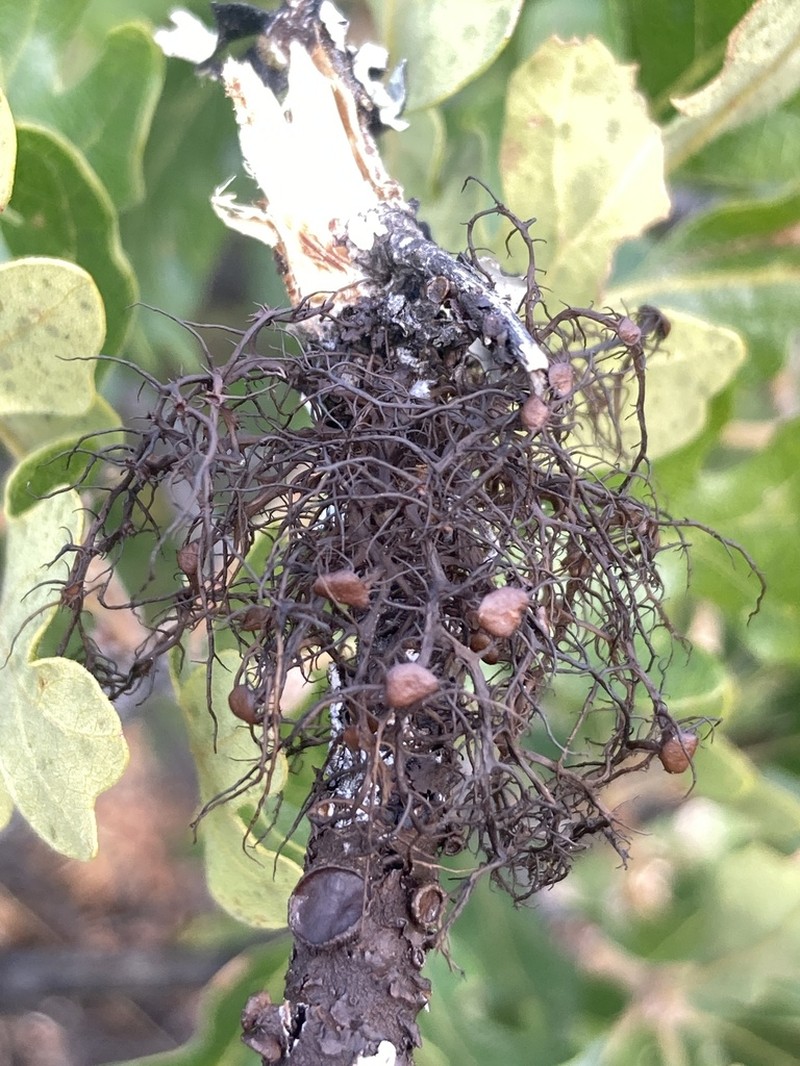 Nodobryoria abbreviata photo 6