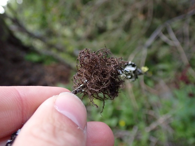 Nodobryoria abbreviata photo 7