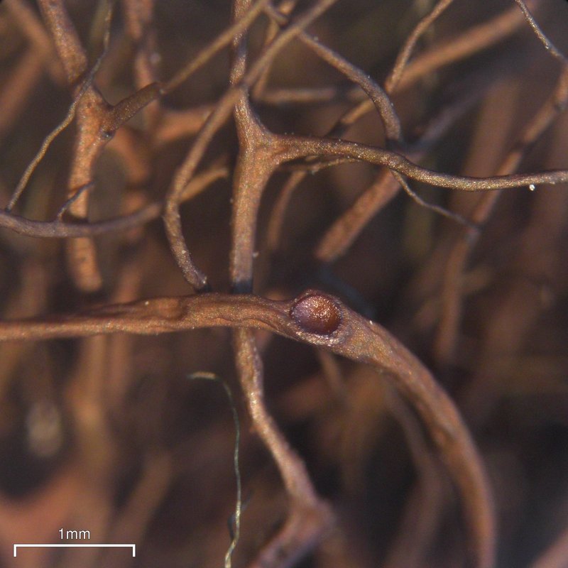 Nodobryoria oregana