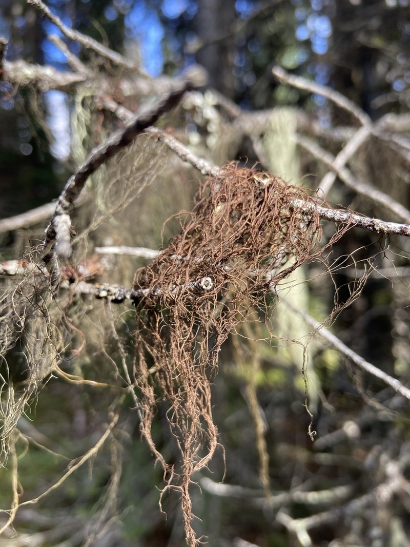 Nodobryoria oregana