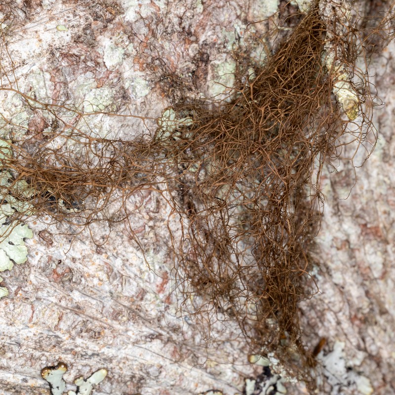 Nodobryoria oregana photo 3