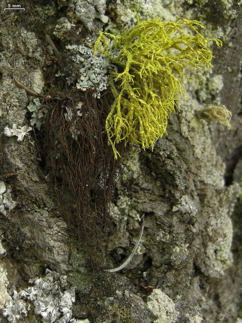 Nodobryoria oregana photo 4