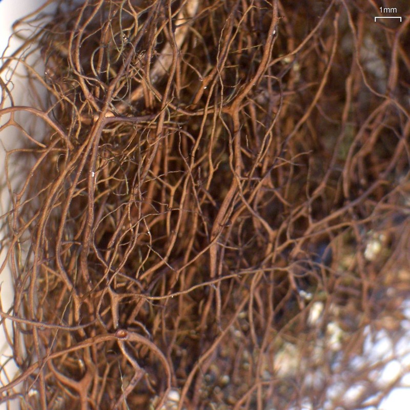 Nodobryoria oregana photo 5