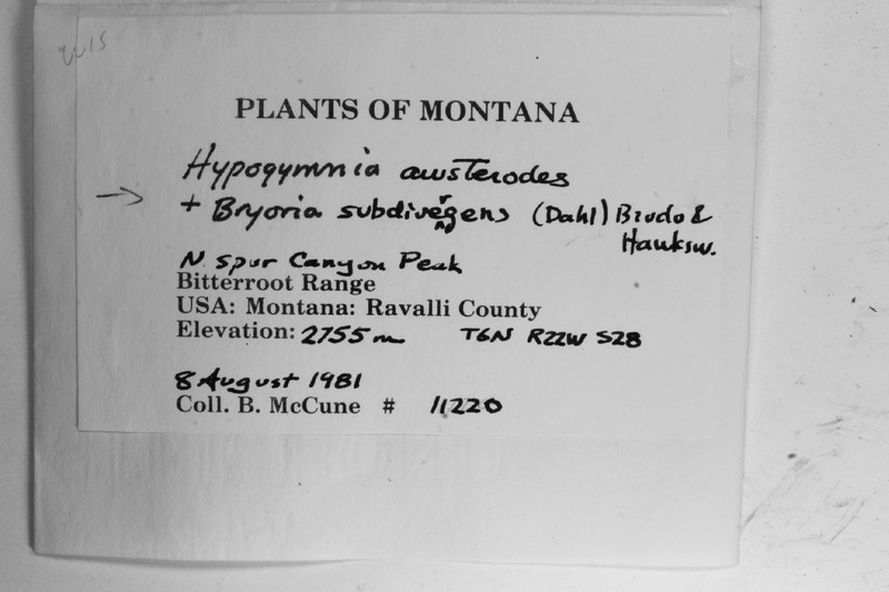 Nodobryoria subdivergens photo 2