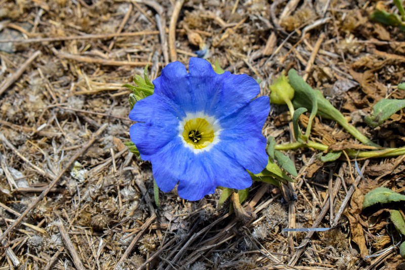 Nolana acuminata