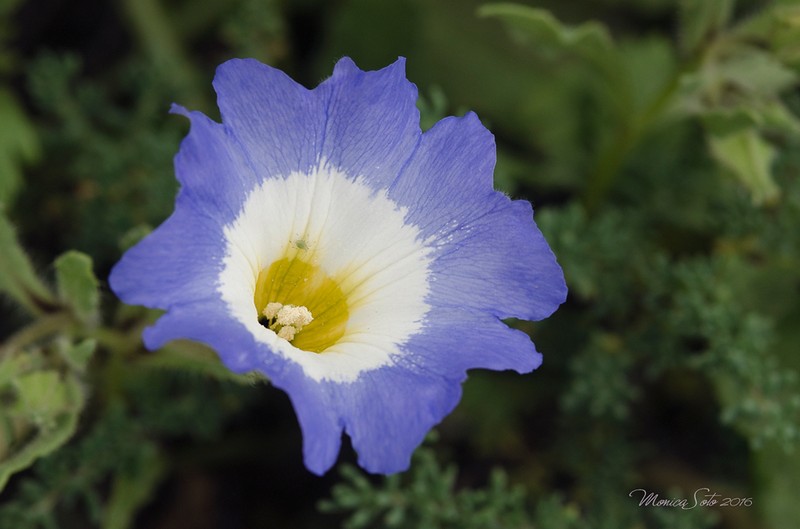 Nolana acuminata photo 5
