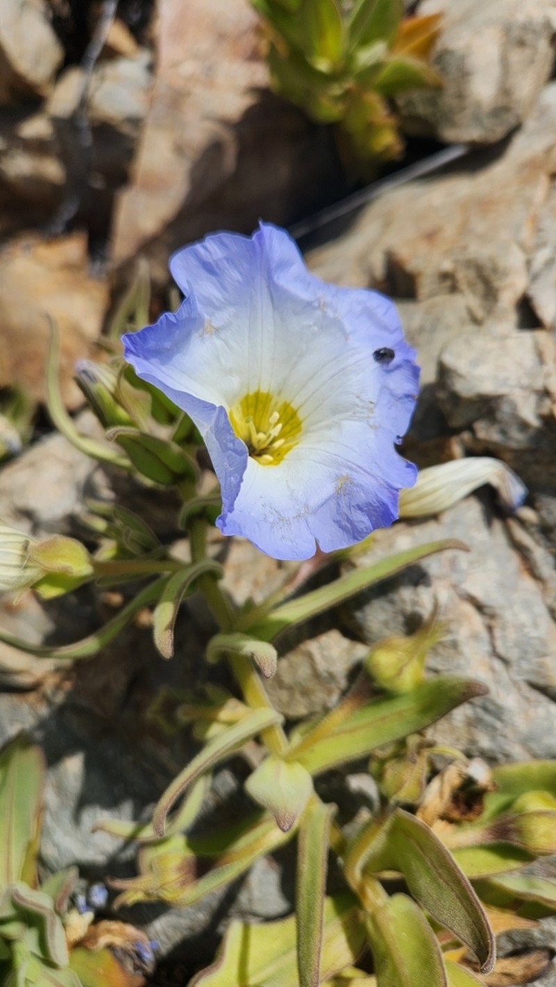 Nolana acuminata photo 8