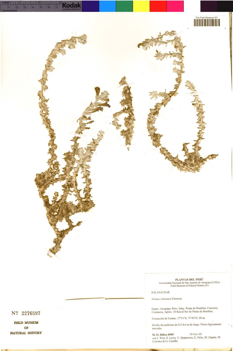 Nolana bombonensis