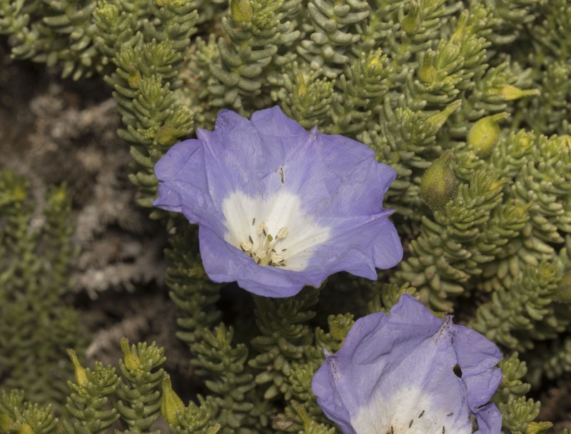 Nolana carnosa