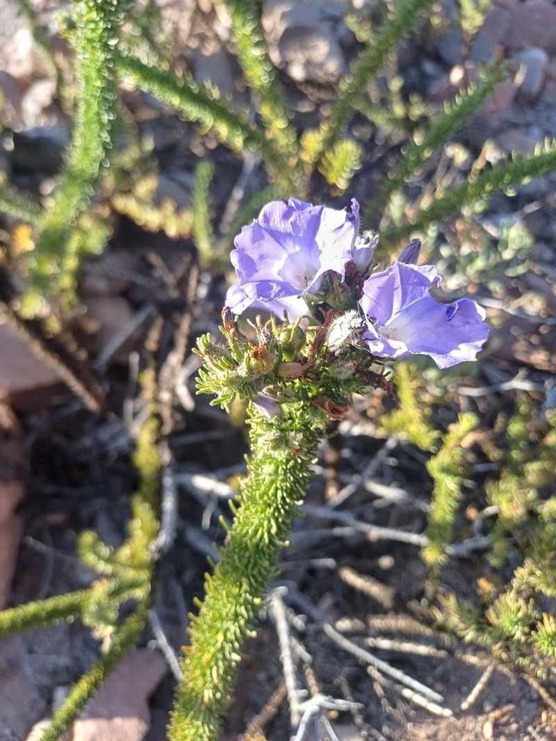 Nolana carnosa photo 2