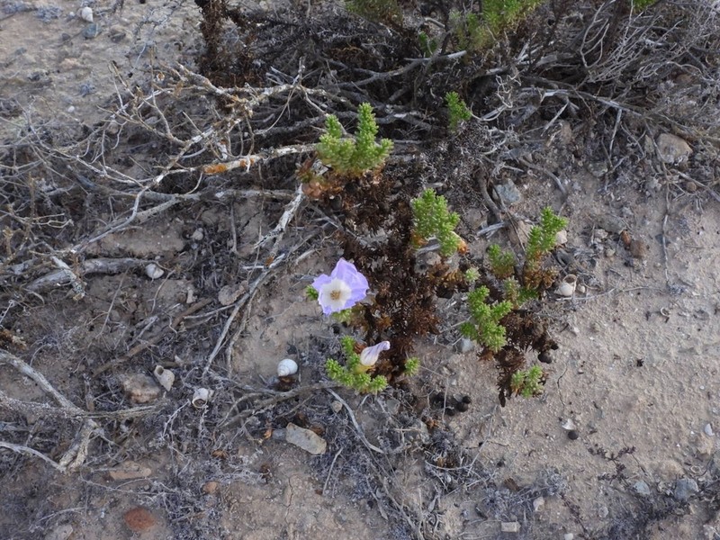 Nolana carnosa photo 3