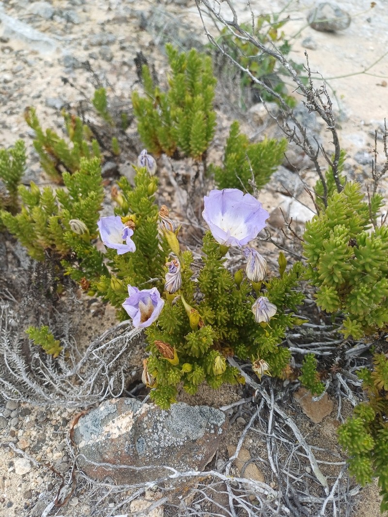 Nolana carnosa photo 4
