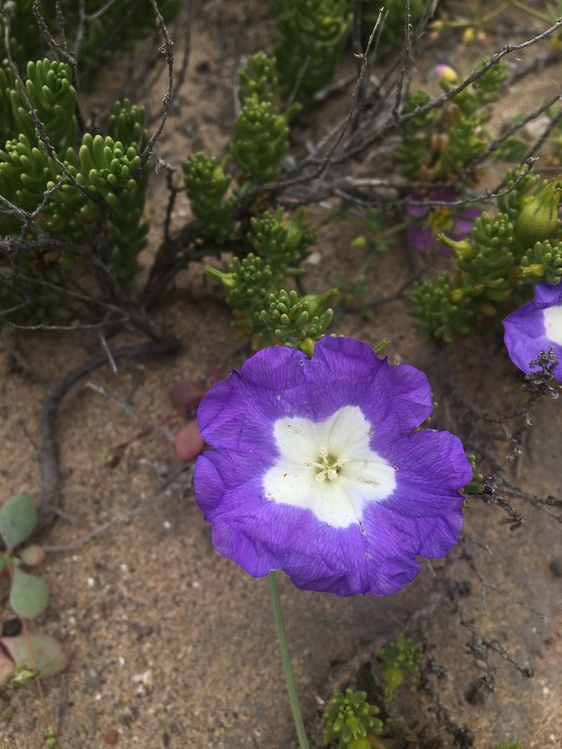 Nolana carnosa photo 6