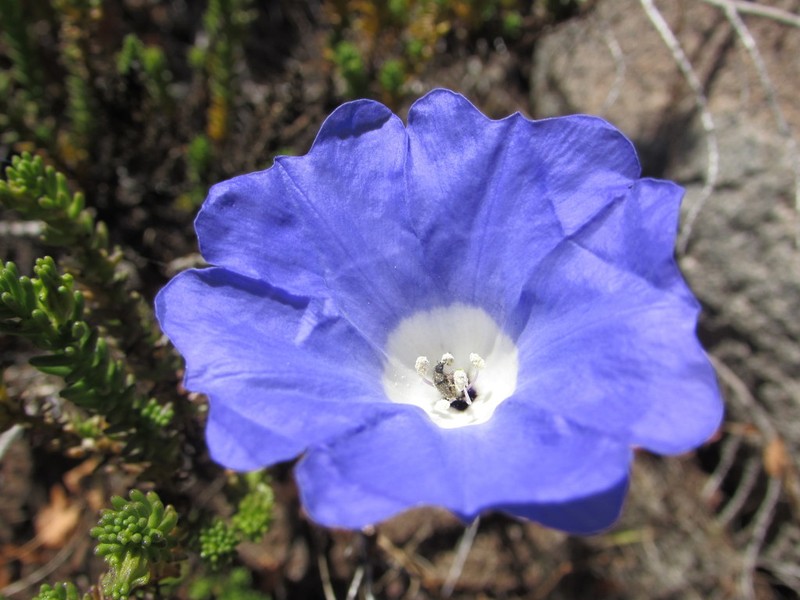 Nolana carnosa photo 7