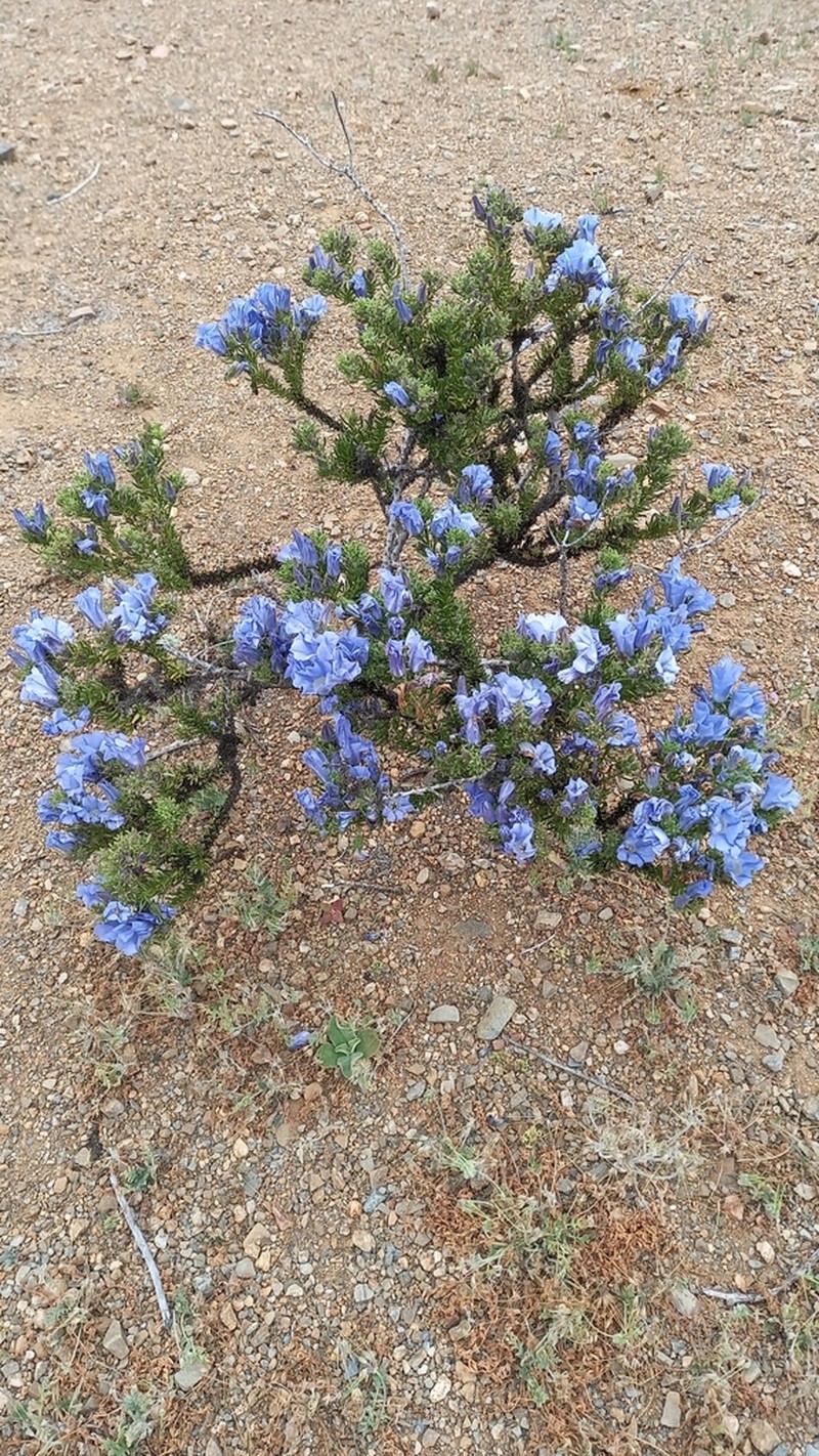 Nolana carnosa photo 8