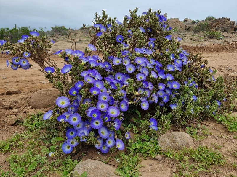 Nolana coelestis