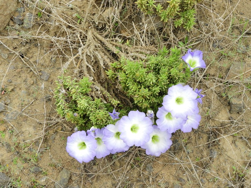 Nolana coelestis photo 2