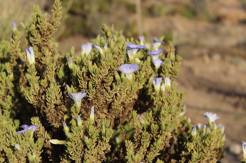 Nolana coelestis photo 3
