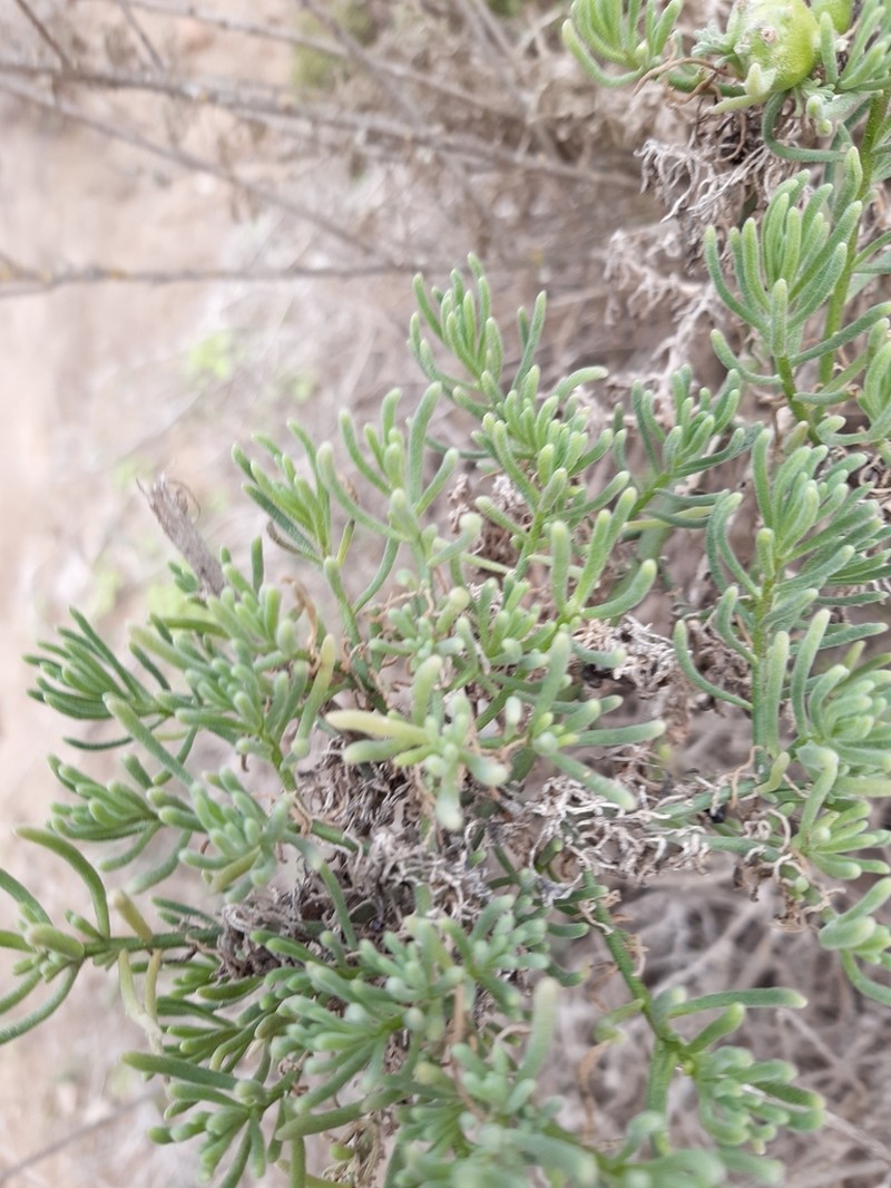 Nolana coelestis photo 6