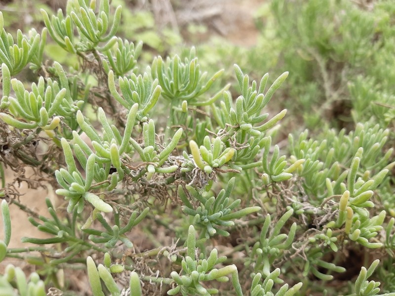 Nolana coelestis photo 8