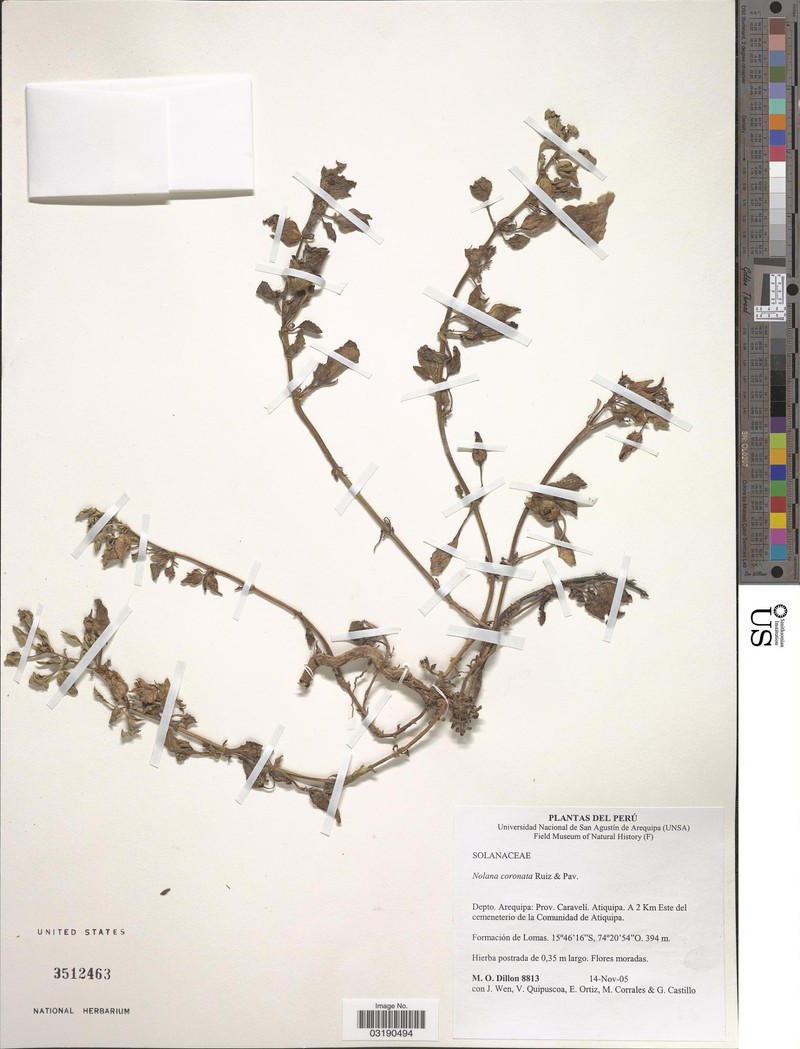 Nolana coronata photo 2