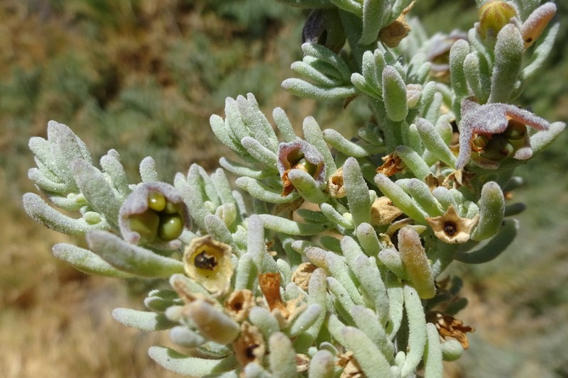 Nolana crassulifolia