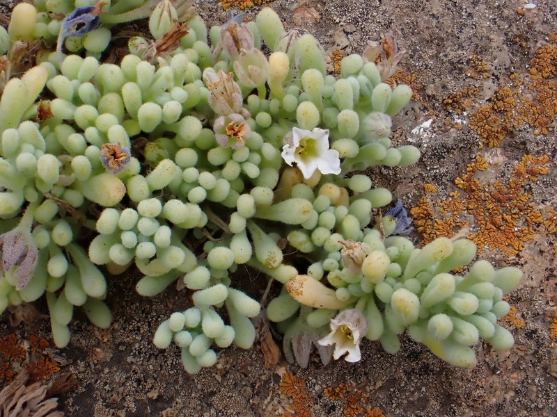 Nolana crassulifolia photo 2