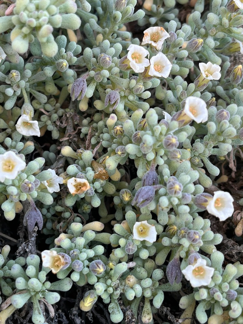Nolana crassulifolia photo 3