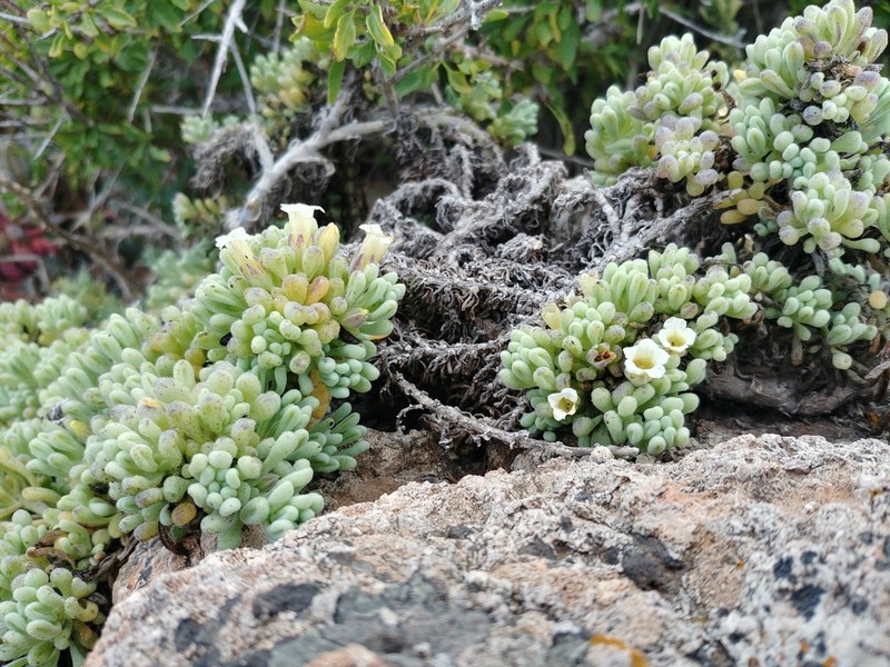 Nolana crassulifolia photo 4