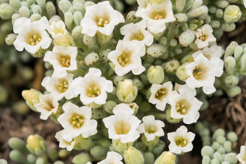 Nolana crassulifolia photo 5