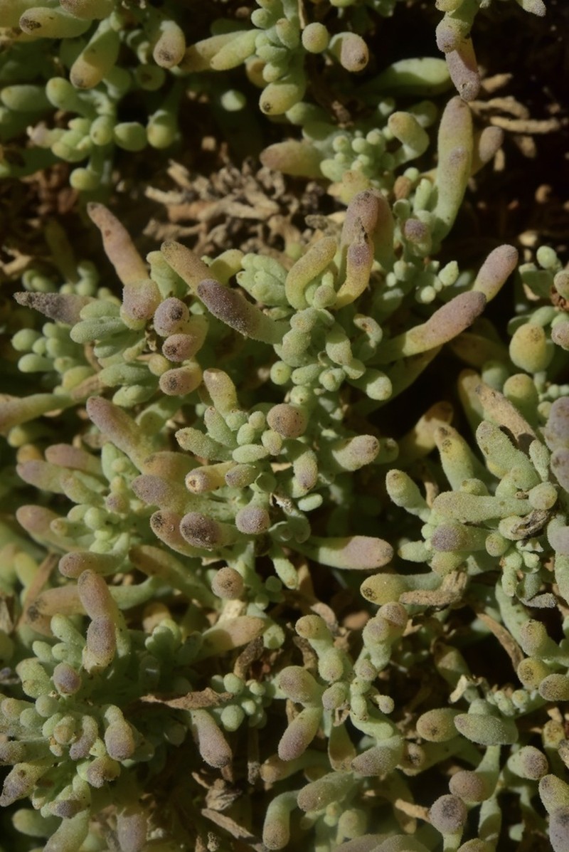 Nolana crassulifolia photo 6