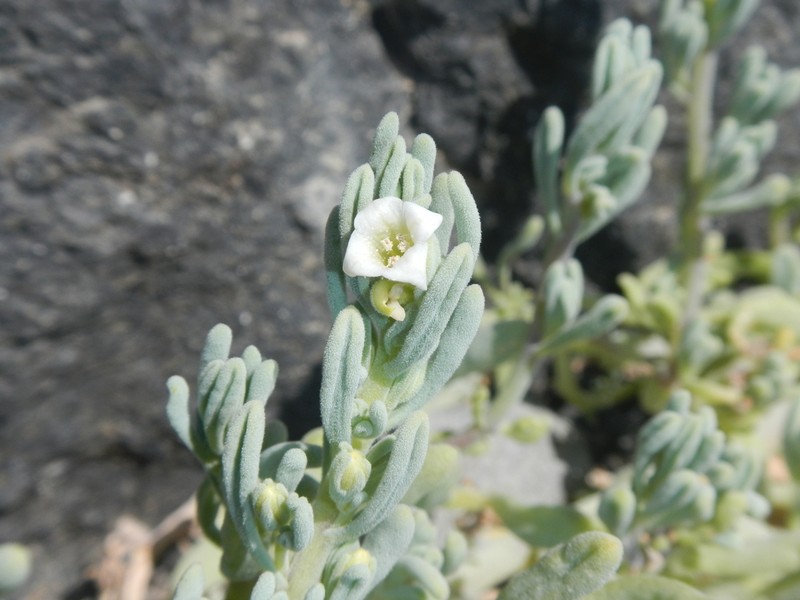 Nolana crassulifolia photo 7