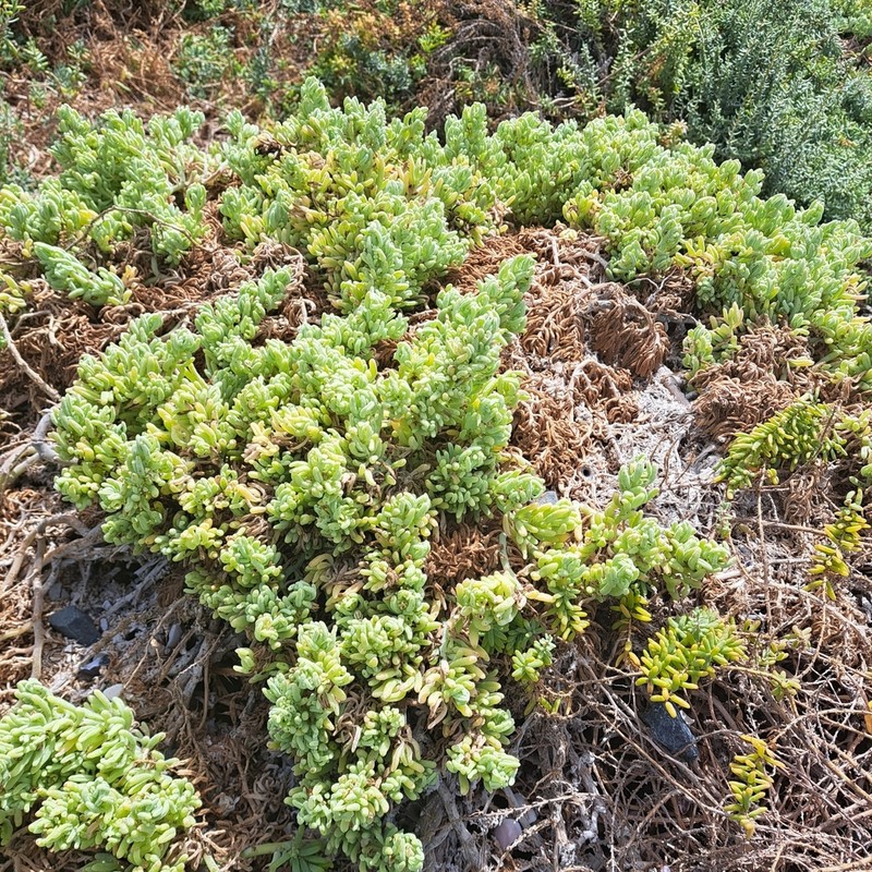 Nolana crassulifolia photo 8