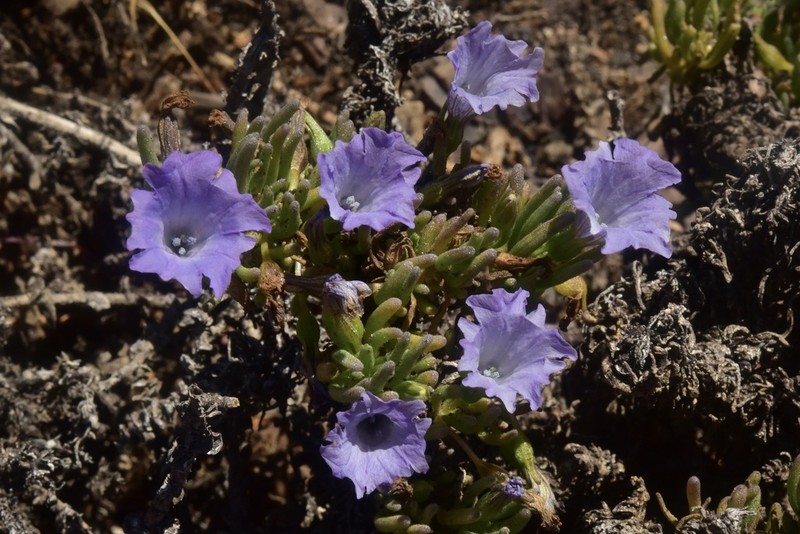 Nolana linearifolia