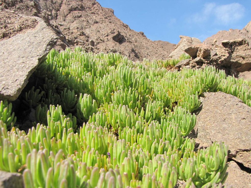 Nolana linearifolia photo 2