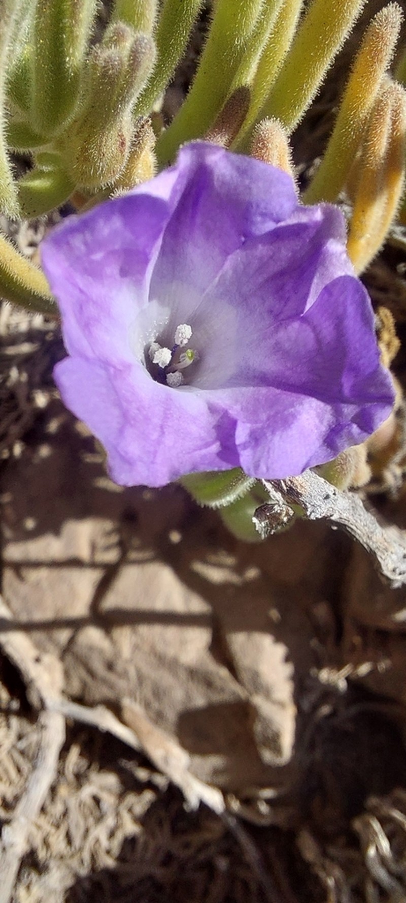 Nolana linearifolia photo 4