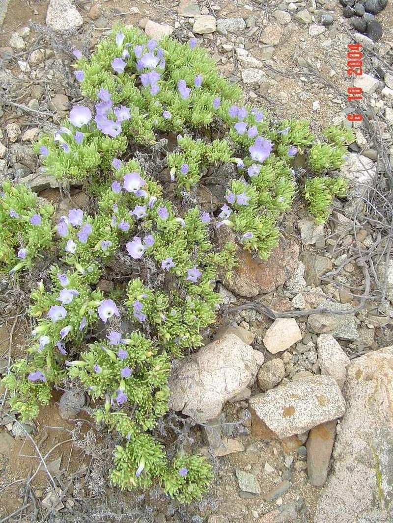 Nolana linearifolia photo 5
