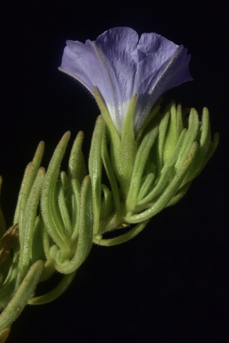 Nolana linearifolia photo 7