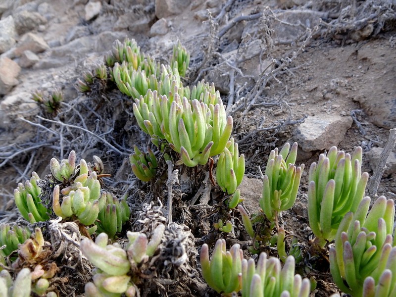 Nolana linearifolia photo 8