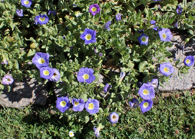 Nolana paradoxa