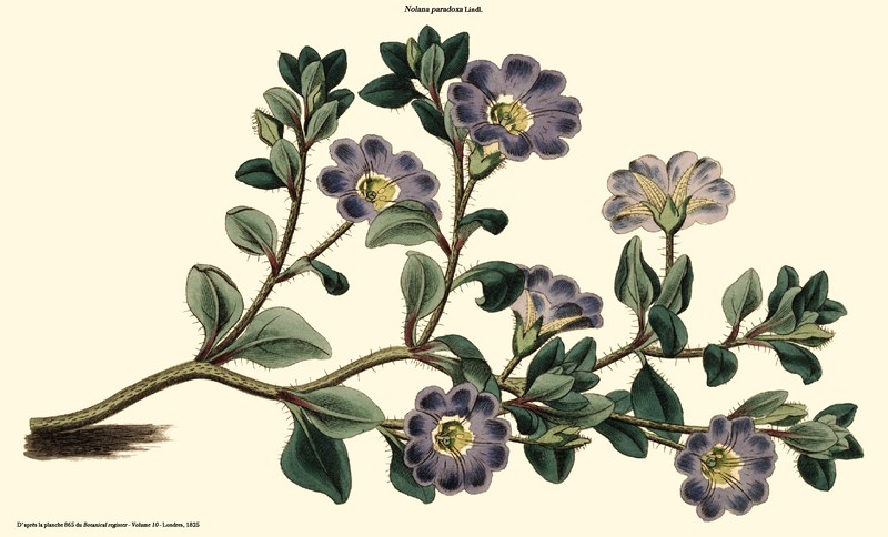 Nolana paradoxa photo 2