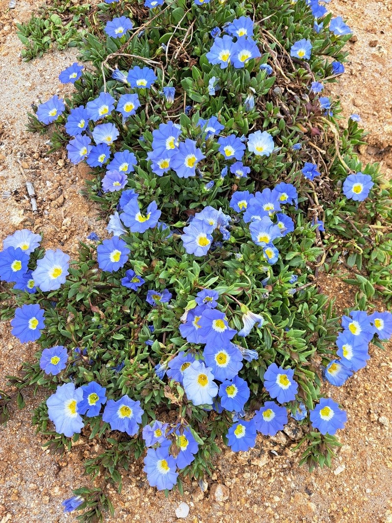 Nolana paradoxa photo 3