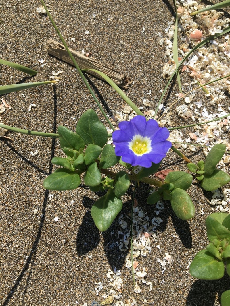 Nolana paradoxa photo 4