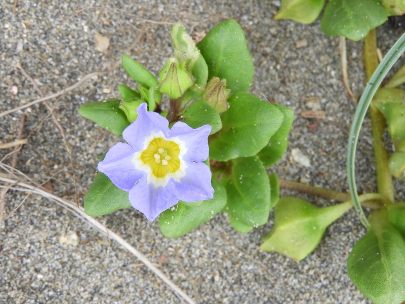 Nolana paradoxa photo 5