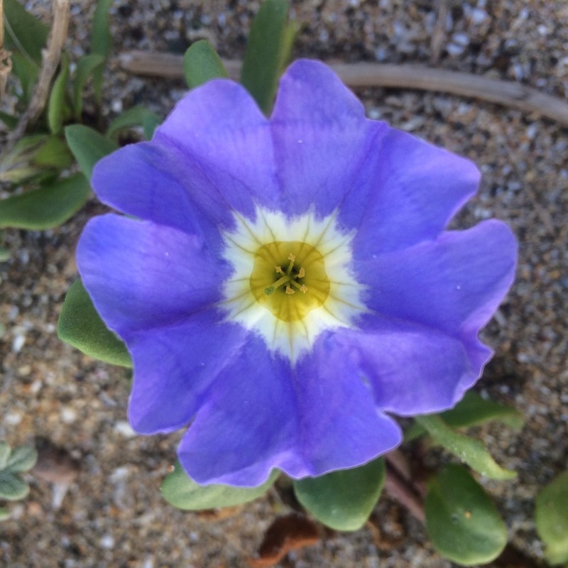 Nolana paradoxa photo 7