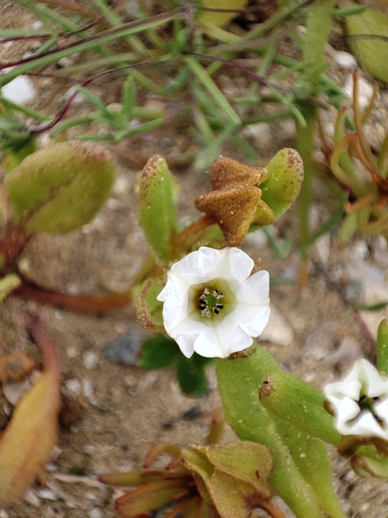 Nolana parviflora photo 2
