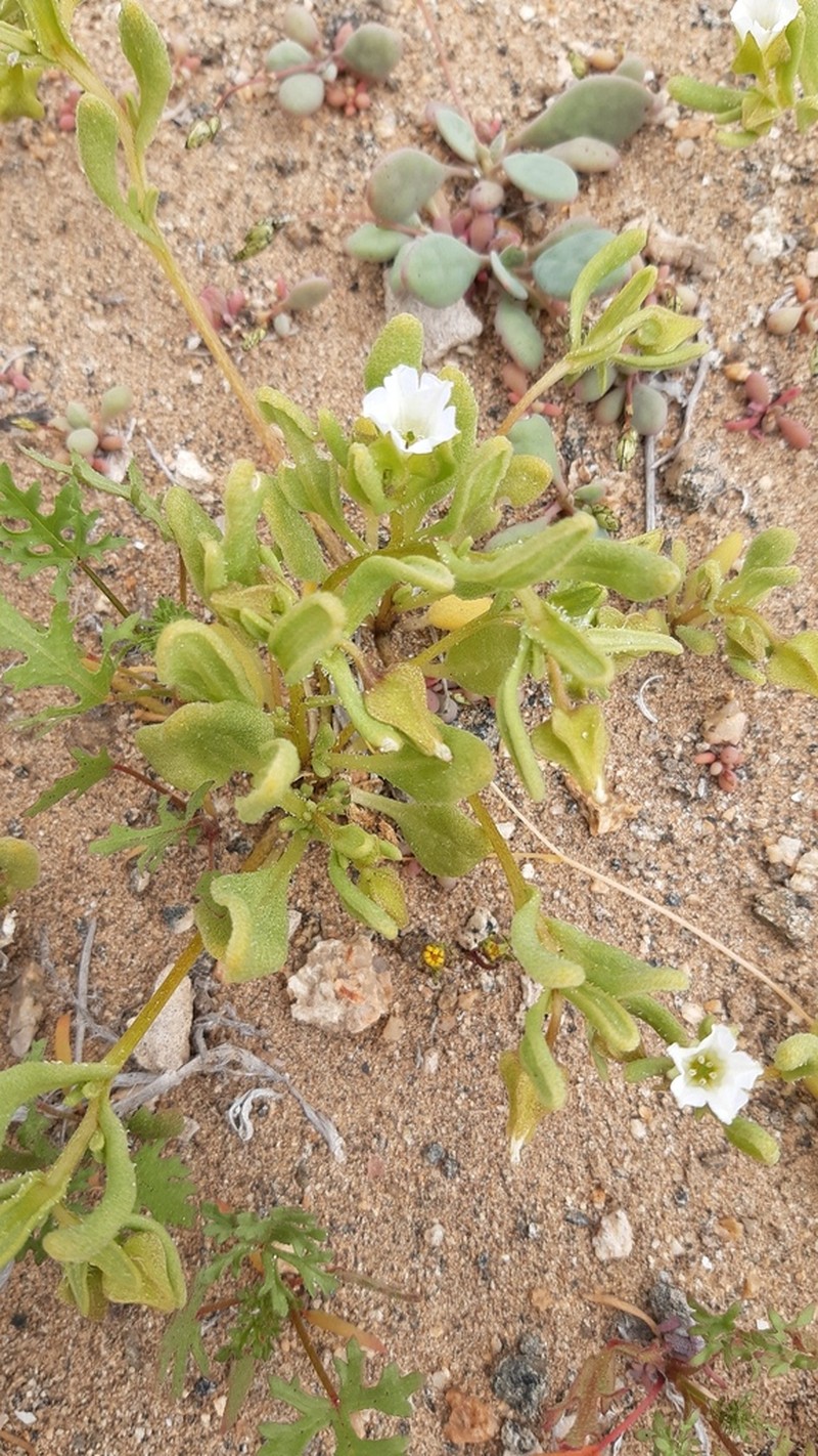 Nolana parviflora photo 3
