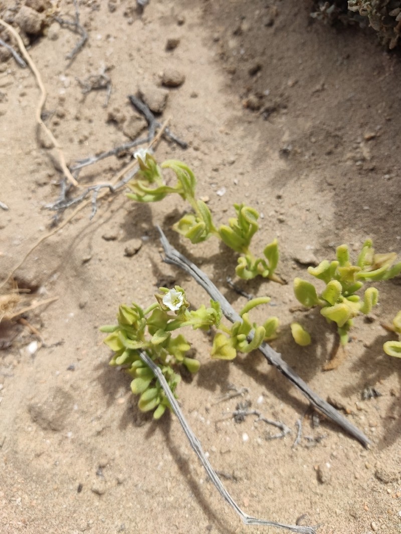 Nolana parviflora photo 4