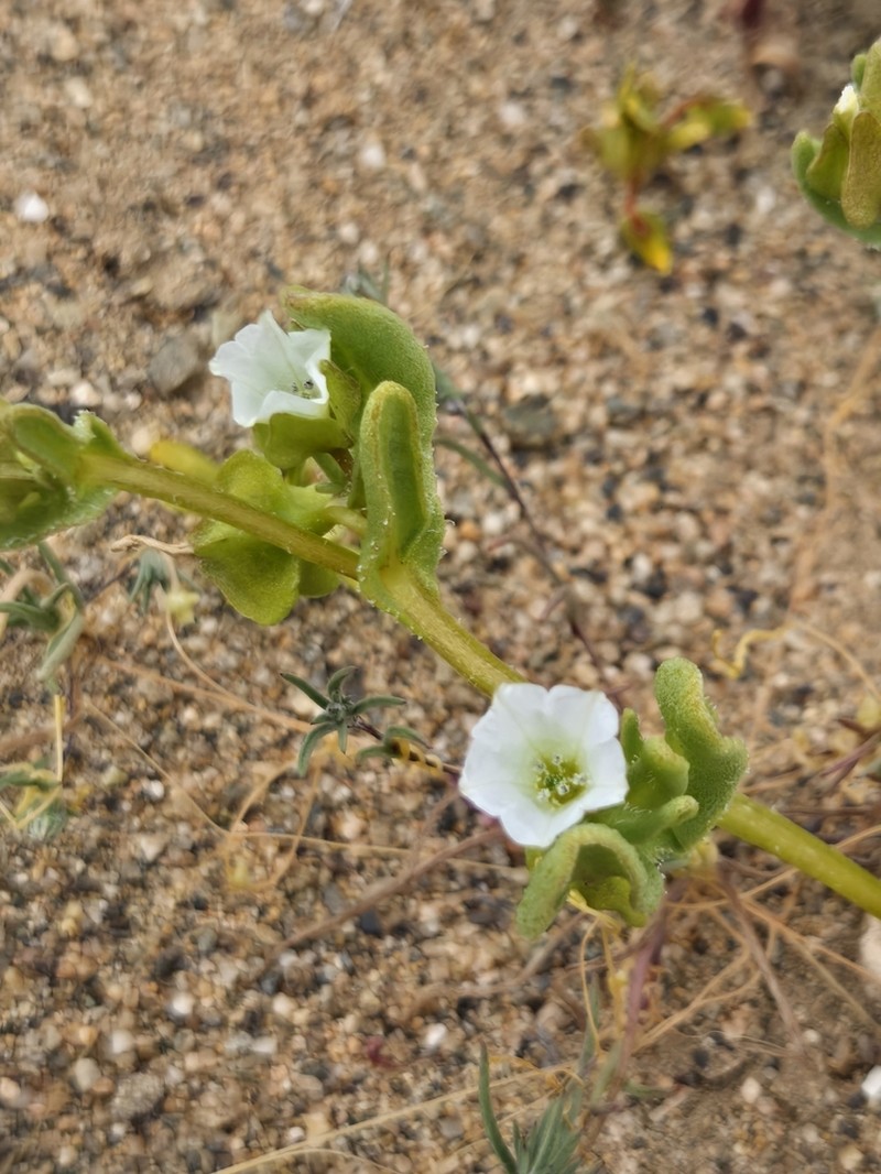 Nolana parviflora photo 5