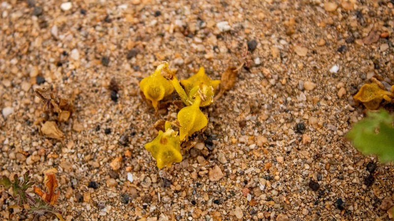 Nolana parviflora photo 6
